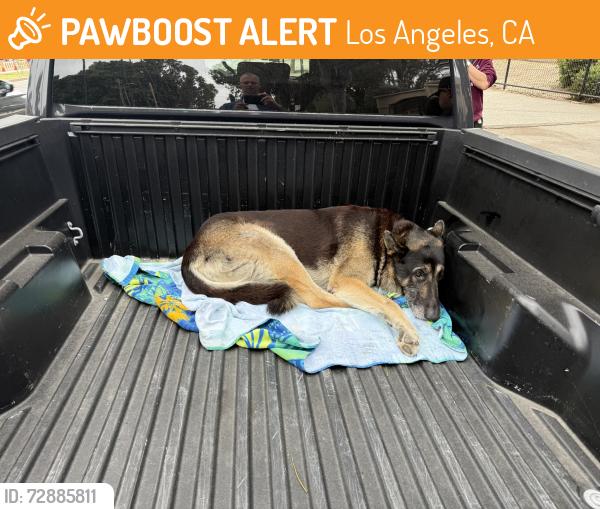 Found/Stray Unknown Dog last seen On Mission in front of Lincoln Park DMV, Los Angeles, CA 90031
