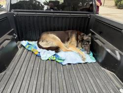 Found/Stray Unknown Dog last seen On Mission in front of Lincoln Park DMV, Los Angeles, CA 90031