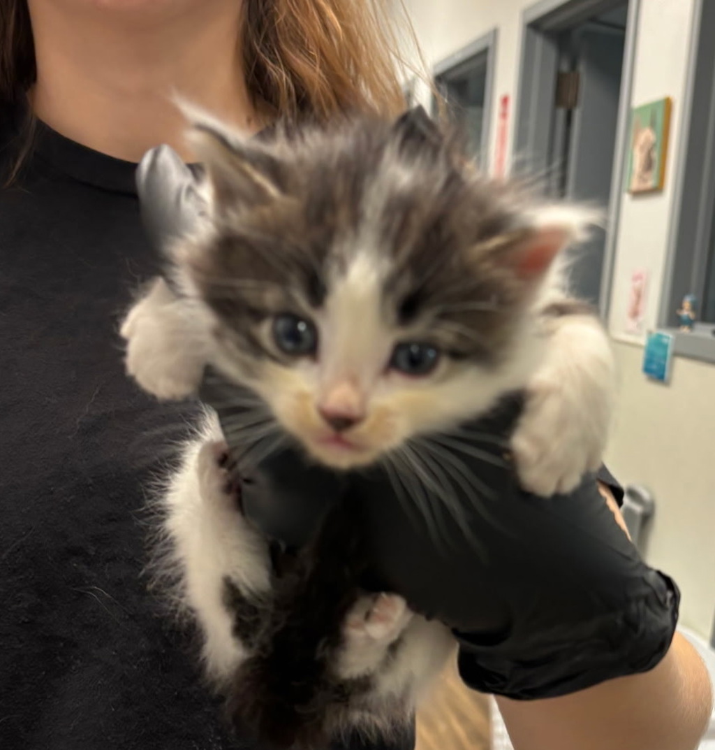 Shelter Stray Male Cat last seen Near Judson Street, San Diego, CA, 92111, San Diego, CA 92110