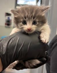 Shelter Stray Female Cat last seen Near Judson Street, San Diego, CA, 92111, San Diego, CA 92110