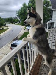 Lost Male Dog last seen The Providence Communiity, Mableton, GA 30126