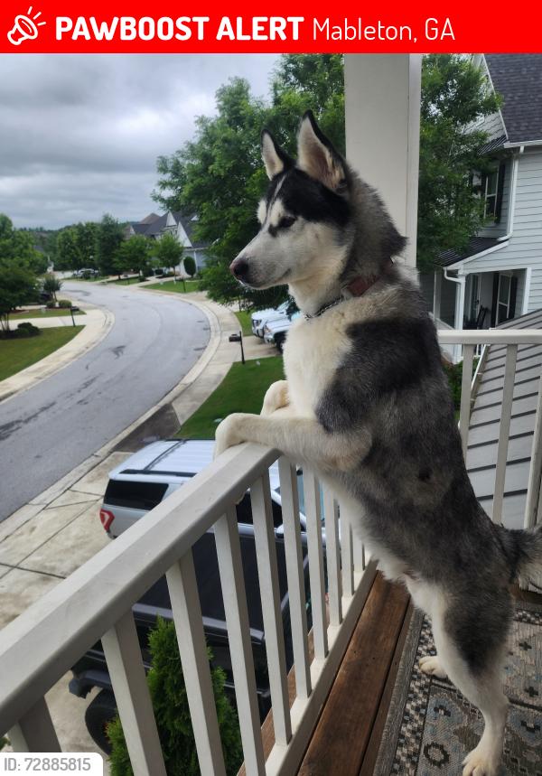 Lost Male Dog last seen The Providence Communiity, Mableton, GA 30126