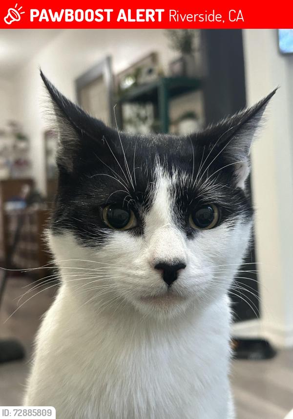 Lost Male Cat last seen Pine/ mission , Riverside, CA 92501
