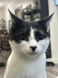 Lost Male Cat last seen Pine/ mission , Riverside, CA 92501