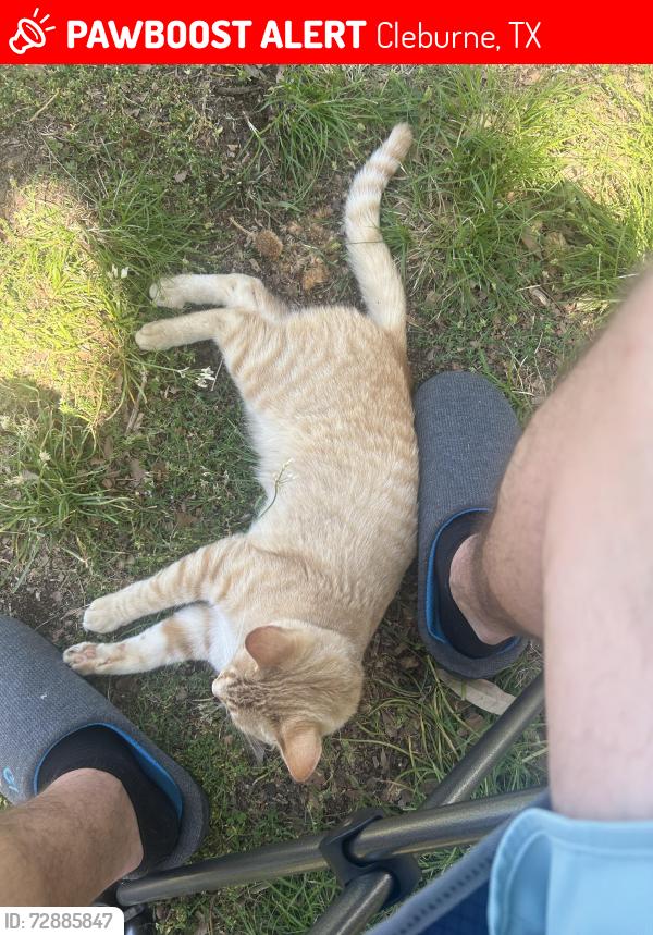 Lost Female Cat last seen Cleburne airport, Cleburne, TX 76033