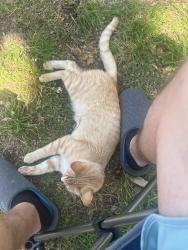 Lost Female Cat last seen Cleburne airport, Cleburne, TX 76033