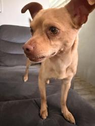 Found/Stray Male Dog last seen Drexel and country club , Tucson, AZ 85713