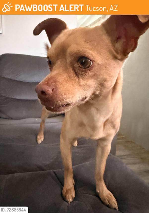 Found/Stray Male Dog last seen Drexel and country club , Tucson, AZ 85713
