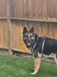 Found/Stray Female Dog last seen Occidental Rd, Yakima, WA 98901