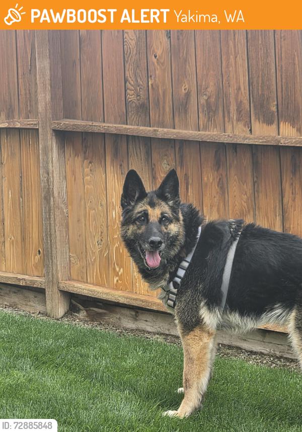 Found/Stray Female Dog last seen Occidental Rd, Yakima, WA 98901
