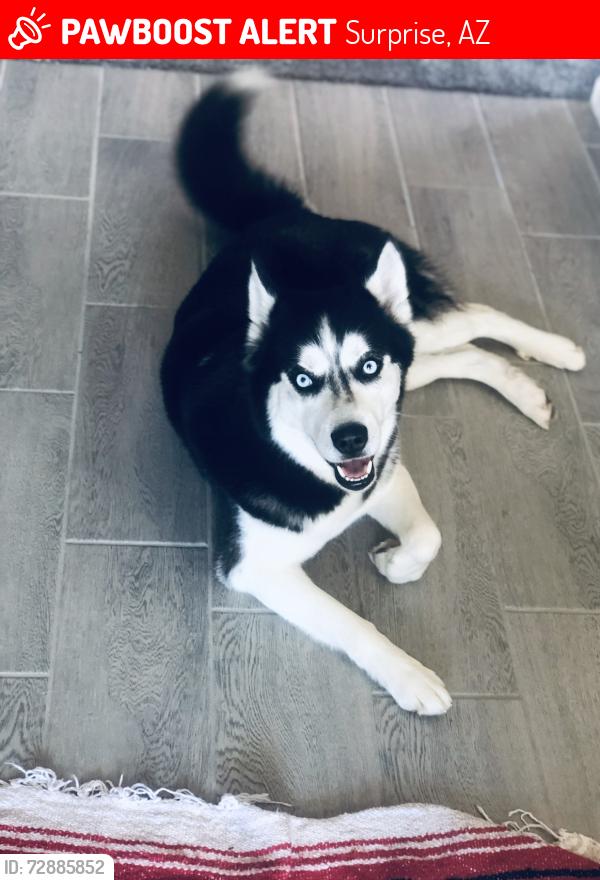 Lost Male Dog last seen Greenway , Surprise, AZ 85379