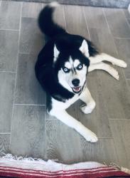 Lost Male Dog last seen Greenway , Surprise, AZ 85379