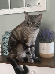 Lost Male Cat last seen Sliver Bluff and Phase one soccer fields, Orange Park, FL 32065