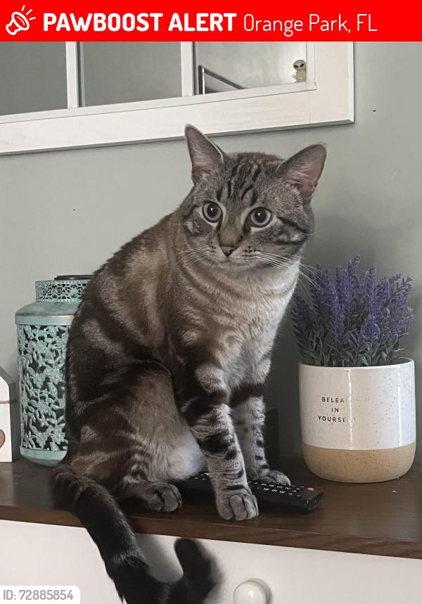 Lost Male Cat last seen Sliver Bluff and Phase one soccer fields, Orange Park, FL 32065