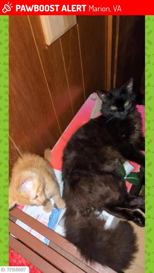 Lost Female Cat last seen Lee Hwy Marion, VA, Marion, VA 24354