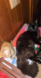 Lost Female Cat last seen Lee Hwy Marion, VA, Marion, VA 24354