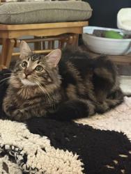 Lost Male Cat last seen Timothy Lane , Kootenai County, ID 83814
