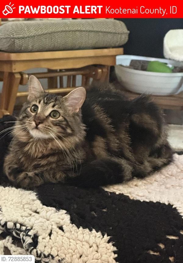 Lost Male Cat last seen Timothy Lane , Kootenai County, ID 83814