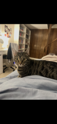 Lost Female Cat last seen Worthington st, Columbus, OH 43201
