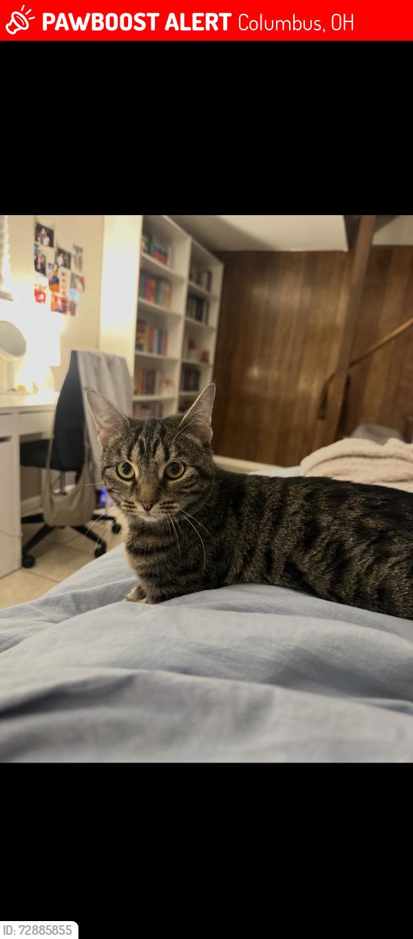 Lost Female Cat last seen Worthington st, Columbus, OH 43201
