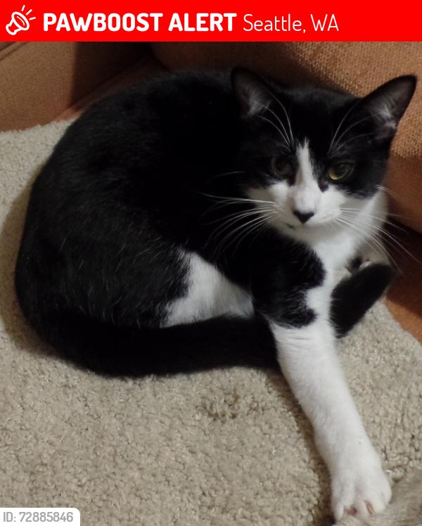 Lost Female Cat last seen Interurban Trail & N. 127th Seattle, Seattle, WA 98133
