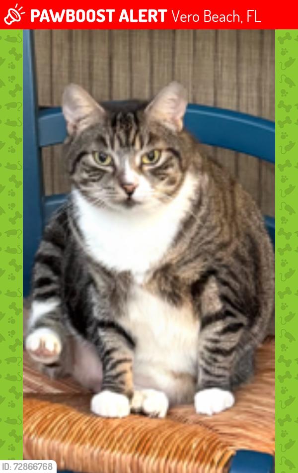 Lost Female Cat last seen Royal Park / Michael Field Baseball field , Vero Beach, FL 32960