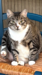 Lost Female Cat last seen Royal Park / Michael Field Baseball field , Vero Beach, FL 32960