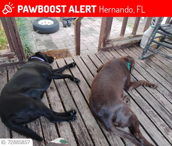 Lost Female Dog last seen Near N.Nature Trail, Hernando, FL 34442