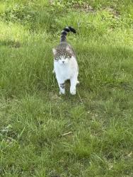 Found/Stray Unknown Cat last seen 18th Ave South and 51st Street, Minneapolis 55417, Minneapolis, MN 55417
