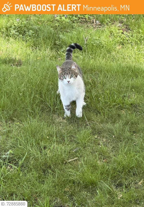 Found/Stray Unknown Cat last seen 18th Ave South and 51st Street, Minneapolis 55417, Minneapolis, MN 55417