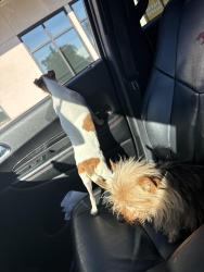 Reunited Female Dog last seen Cottage, Manteca, CA 95336