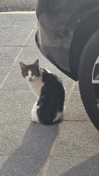 Lost Female Cat last seen Church lane , Greater London, England NW9 8SP
