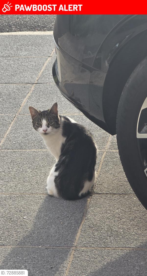 Lost Female Cat last seen Church lane , Greater London, England NW9 8SP