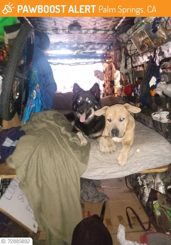 Found/Stray Male Dog last seen Pilot travel center, Palm Springs, CA 92262