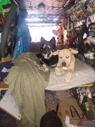Found/Stray Male Dog last seen Pilot travel center, Palm Springs, CA 92262