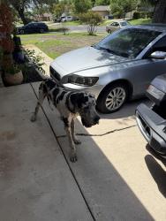 Found/Stray Male Dog last seen Camelot , San Antonio, TX 78218