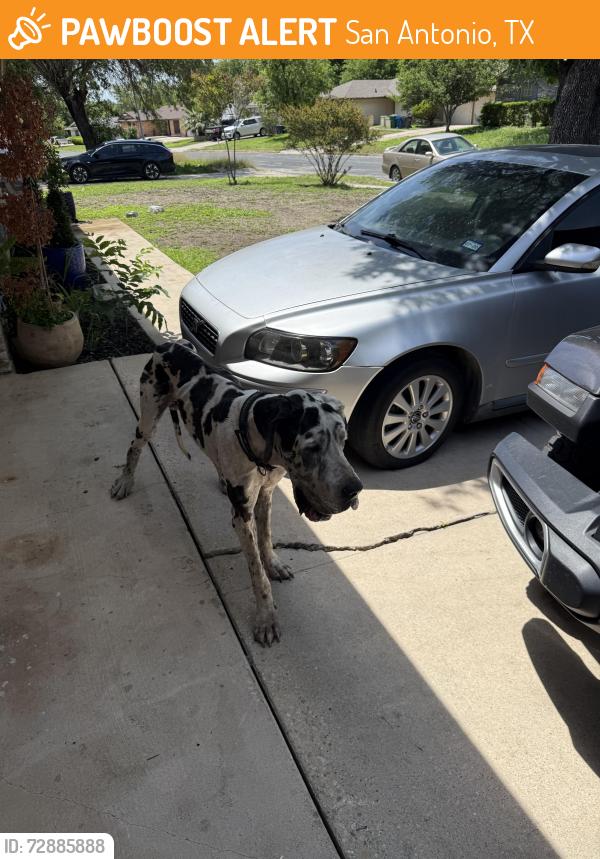 Found/Stray Male Dog last seen Camelot , San Antonio, TX 78218