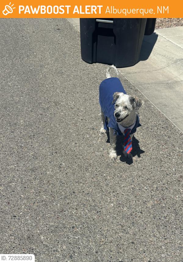 Found/Stray Female Dog last seen Irving, Albuquerque, NM 87114