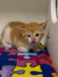 Shelter Stray Female Cat last seen Midwest City, Oklahoma City, OK 73110