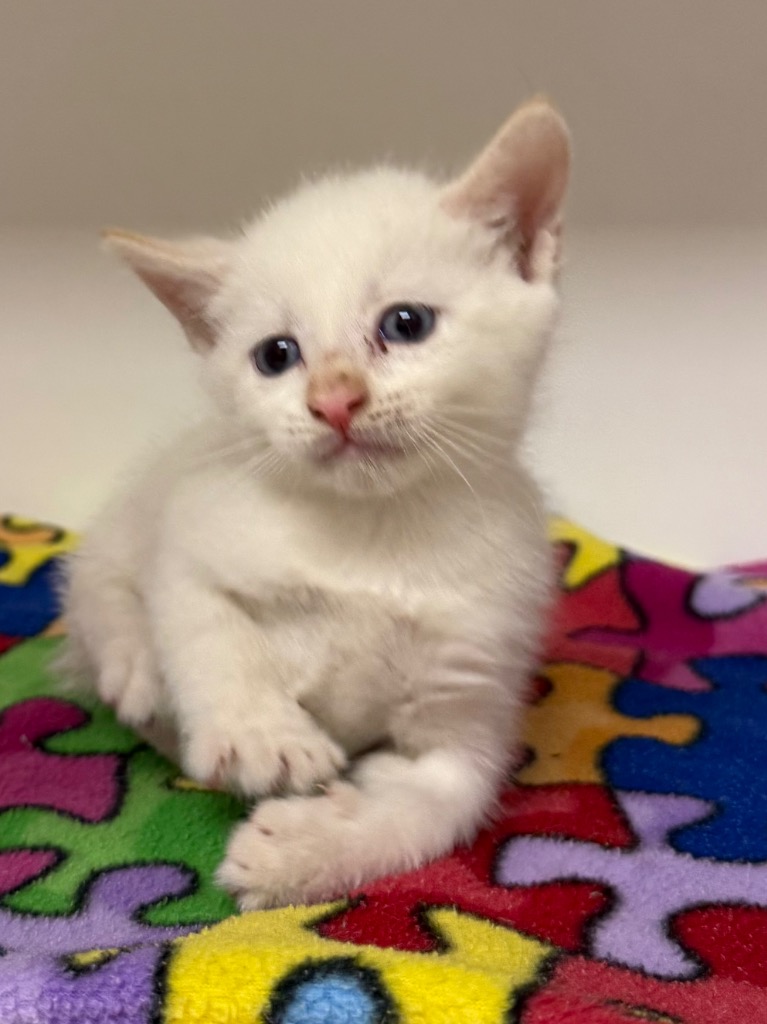 Shelter Stray Male Cat last seen Midwest City, Oklahoma City, OK 73110