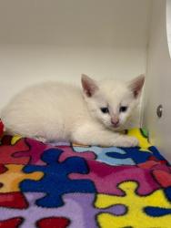 Shelter Stray Female Cat last seen Midwest City, Oklahoma City, OK 73110