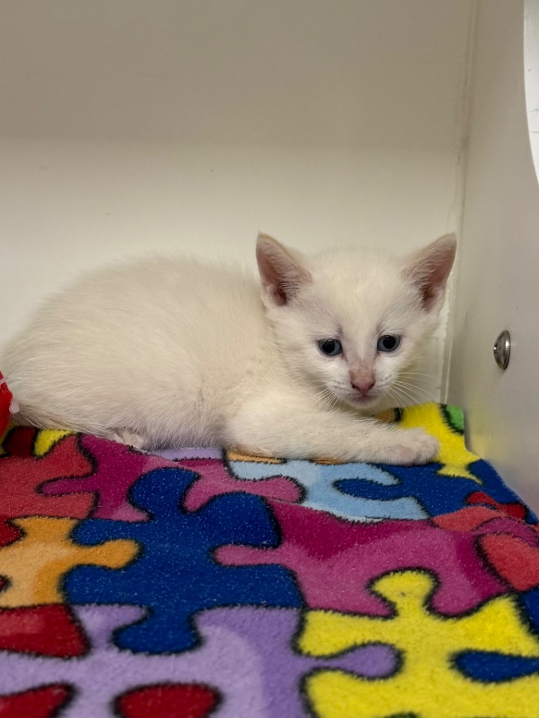 Shelter Stray Female Cat last seen Midwest City, Oklahoma City, OK 73110