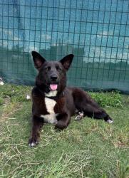 Shelter Stray Male Dog last seen Bexar County, New Braunfels, TX 78130