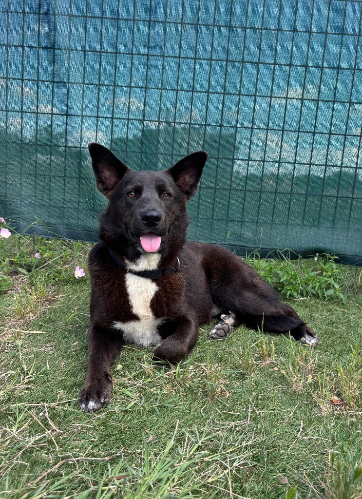 Shelter Stray Male Dog last seen Bexar County, New Braunfels, TX 78130