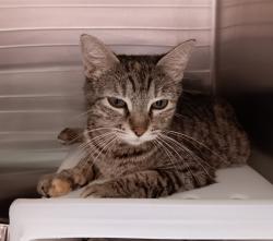 Shelter Stray Female Cat last seen Bexar County, New Braunfels, TX 78130
