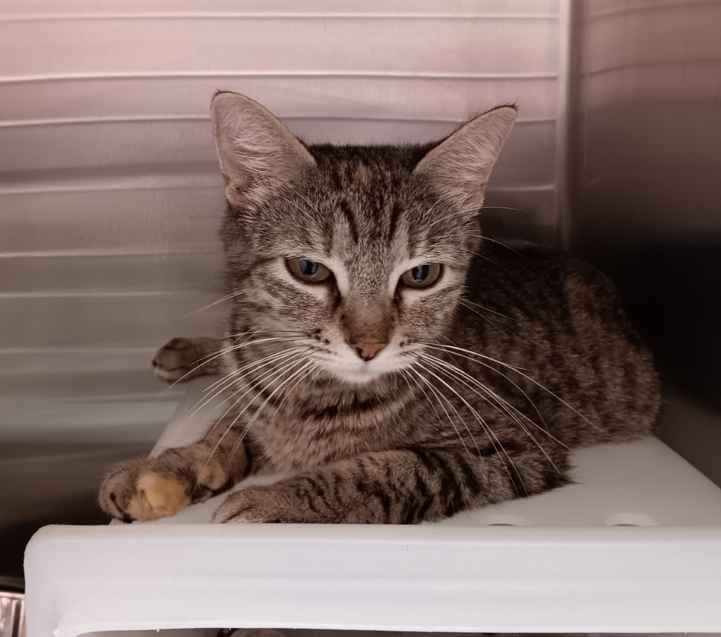 Shelter Stray Female Cat last seen Bexar County, New Braunfels, TX 78130