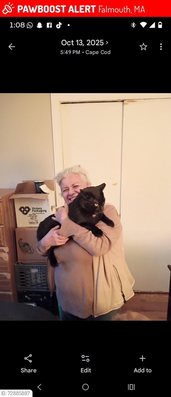 Lost Male Cat last seen Stop and shop , Falmouth, MA 02540