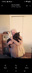 Lost Male Cat last seen Stop and shop , Falmouth, MA 02540