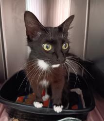 Shelter Stray Female Cat last seen Bexar County, New Braunfels, TX 78130