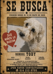 Lost Male Dog last seen Rio montagua, Chihuahua, Chih. 31184